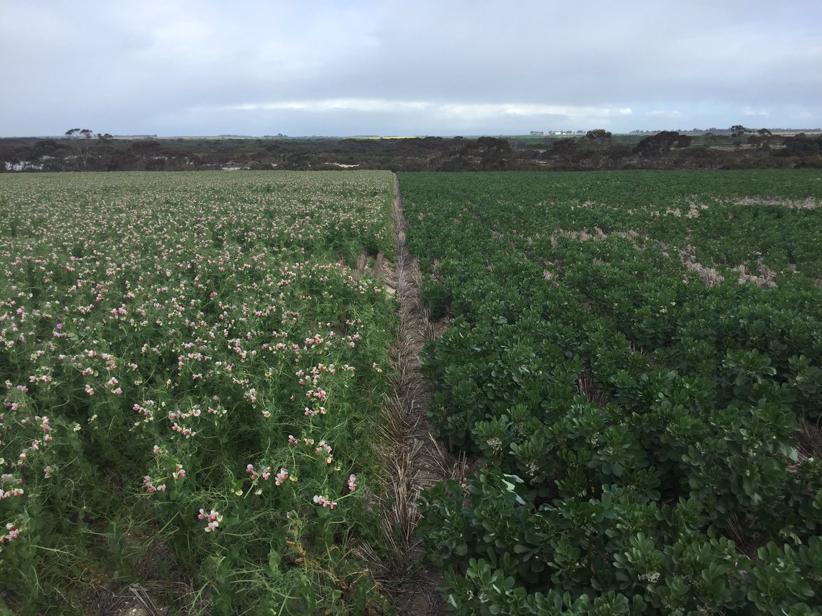 Peas liking the dry more than the beans atm, same time of sowing,