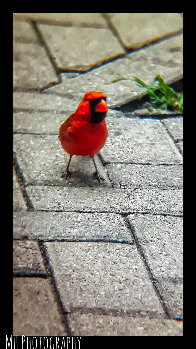 Northern Cardinal (Male) 7/30/18