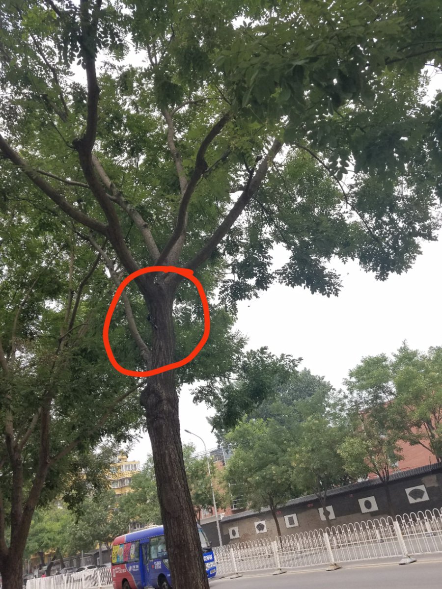 elizaj's tweet photo. Hey @birdingbeijing I saw this woodpecker yesterday in the middle of Beiijng (Xinjiekou, Xicheng) -- I think it is a Great Spotted Woodpecker (Dendrocopos major)? What do you think? https://t.co/S4LJNBIh9k