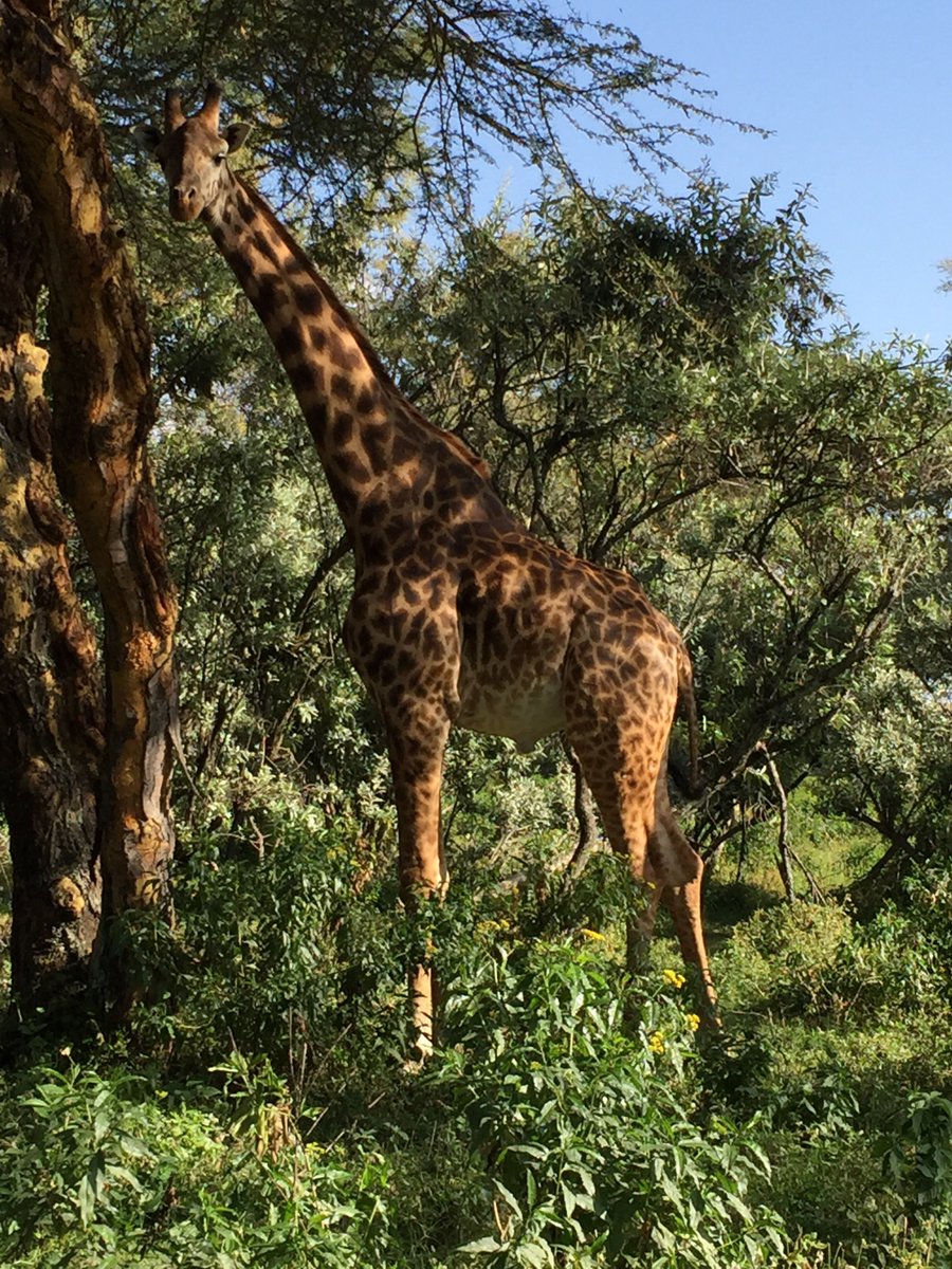 ShariaLaw's tweet photo. How amazing it was to be in Kenya! https://t.co/8AoST02RJa