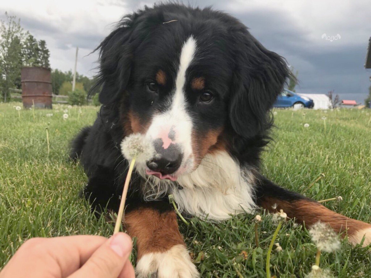 dog_rates's tweet image. This is Bunsen. He’s working on his self-control. Hasn’t quite figured it out yet. 12/10 we believe in you Bunsen