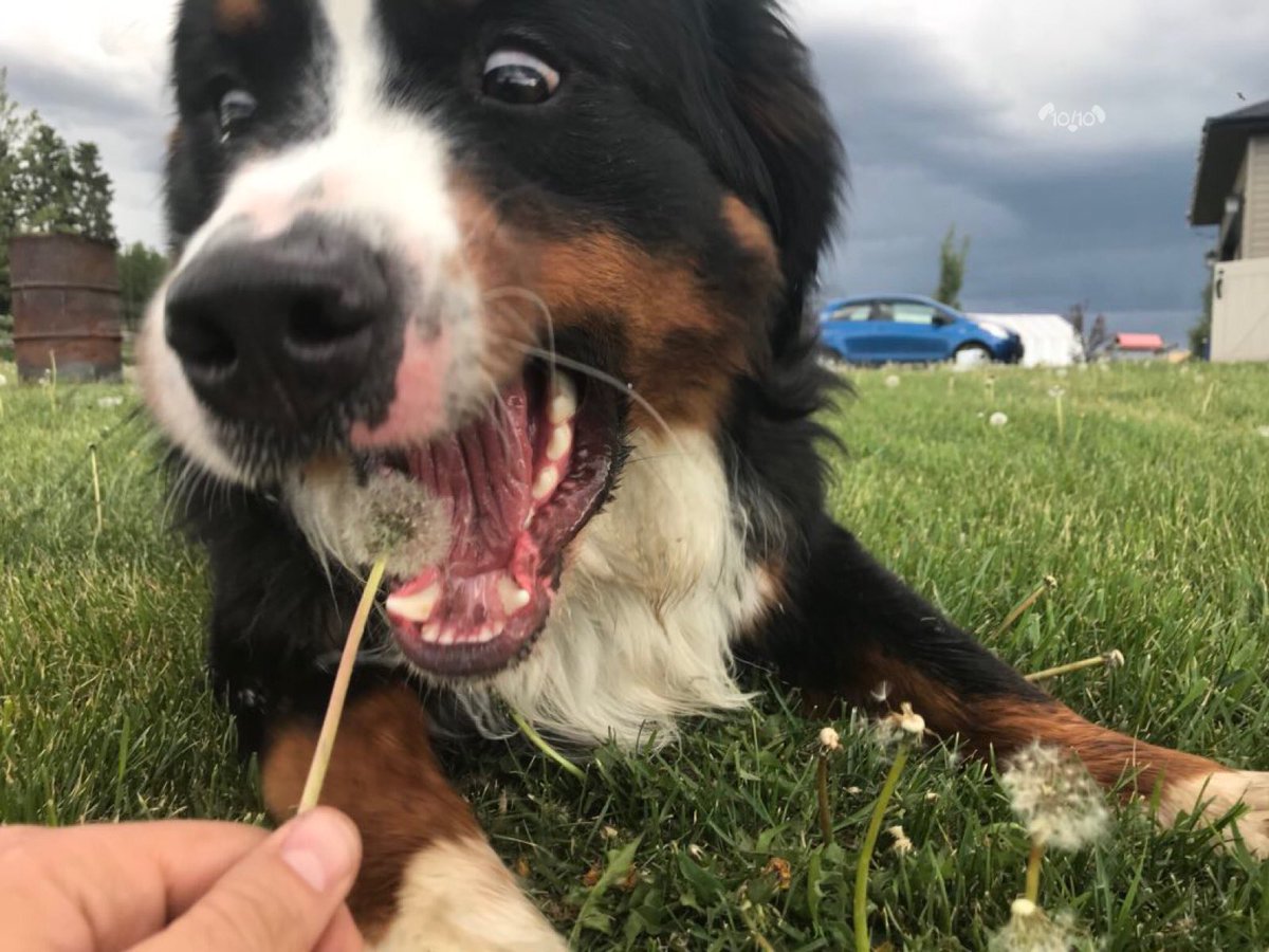 dog_rates's tweet image. This is Bunsen. He’s working on his self-control. Hasn’t quite figured it out yet. 12/10 we believe in you Bunsen