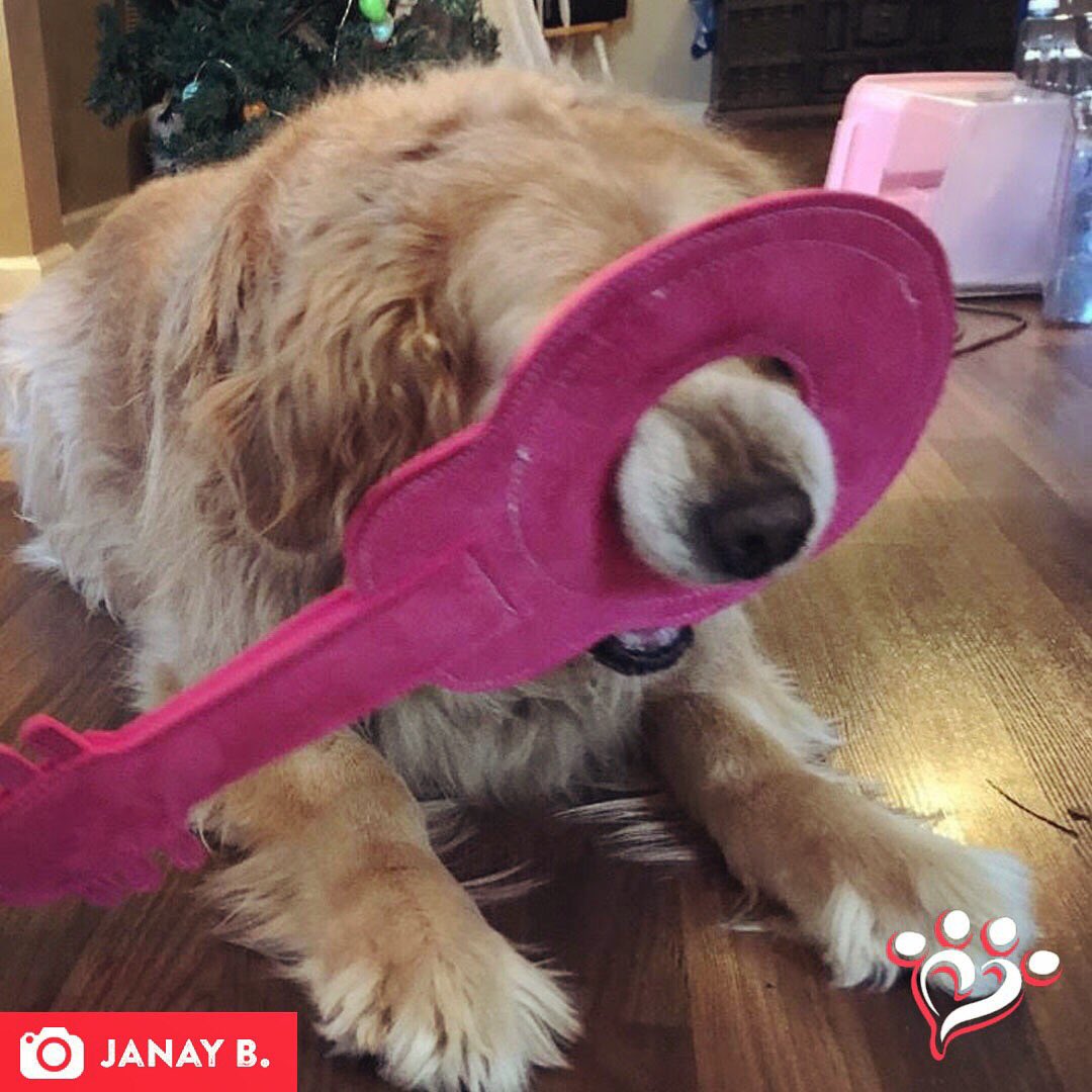 MuttNation's tweet photo. Rosebud might need some guitar lessons...๐๐ #muttspotlight
Save a mutt. Shop MuttNation:
https://t.co/TgL0wD8AaR https://t.co/jfhmAWUBpE