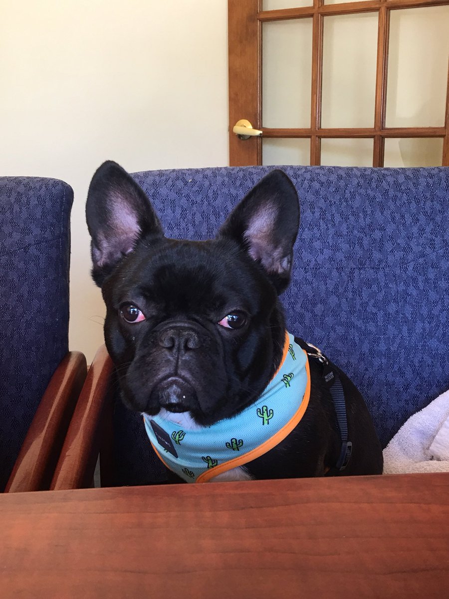 therealrdeezy's tweet photo. @FinnBalor this is Fergus the Frenchie.  My wife named him, but since we got him I have been calling him Fergal...  Today, I heard wifey say...”Lets go outside FERGAL”.  #success https://t.co/ECdIljT8or
