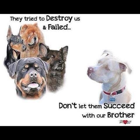 pitbullsad's tweet image. All of these breeds are spectacular, magnificent breeds. All of them have been found guilty until proven innocent. Well I intend to prove their innocence! Who is with me?