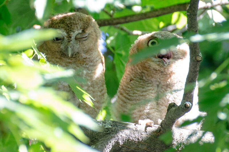 linuxlibrarian's tweet photo. @valor4us @Twitter #happyfilter owlets are the goofiest little lintballs ever https://t.co/fcezL6bb6S