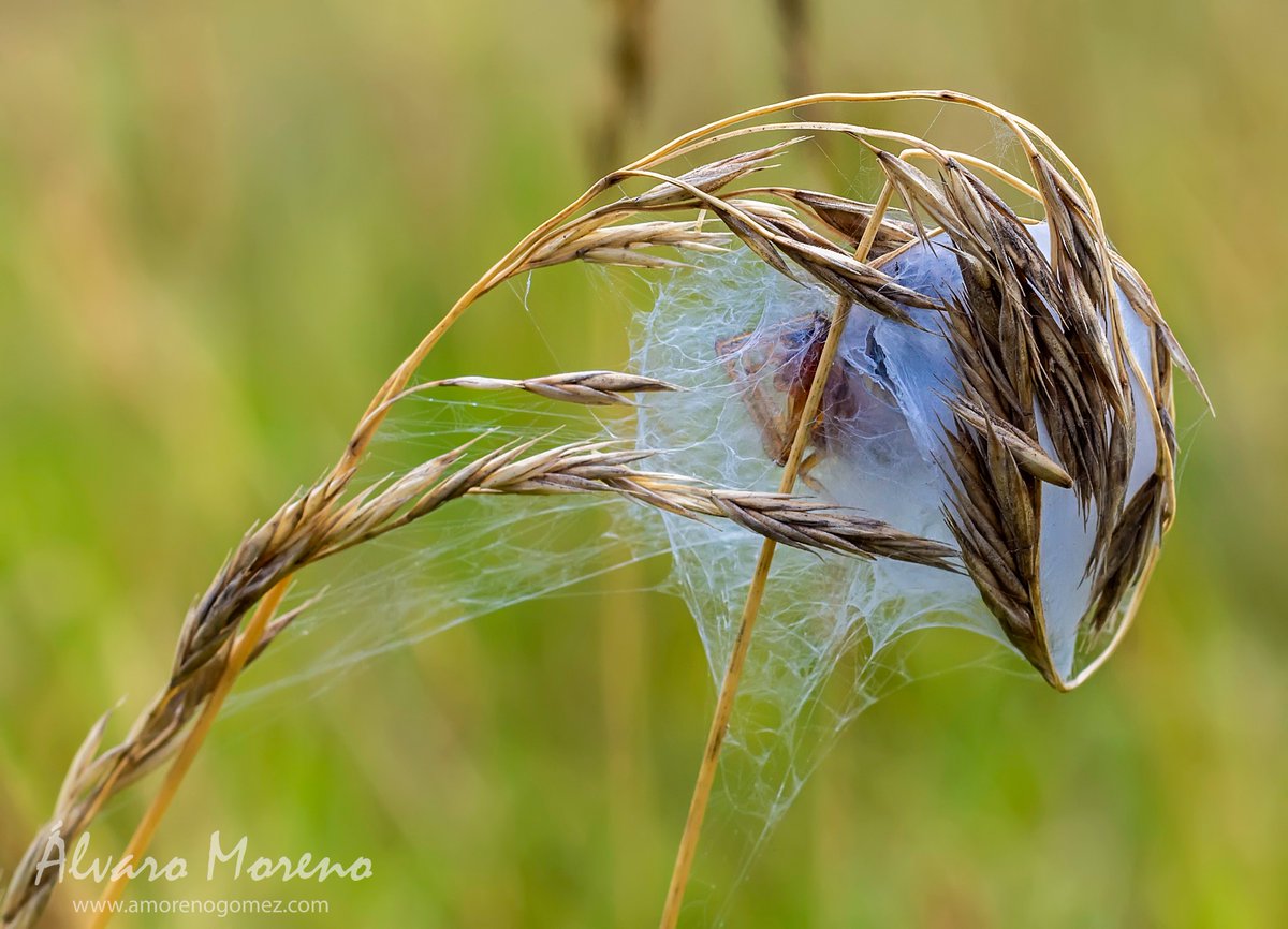 amorenogomez's tweet photo. My home
esolympus #olympusomdem10 #nature #spain #olympus #macro #photooftheday #photo #naturephotography #photooftheday #galicia #spain #españa #beautiful en Meirás, Galicia, Spain
https://t.co/SLxt3484ks https://t.co/XRVHt1mDrR