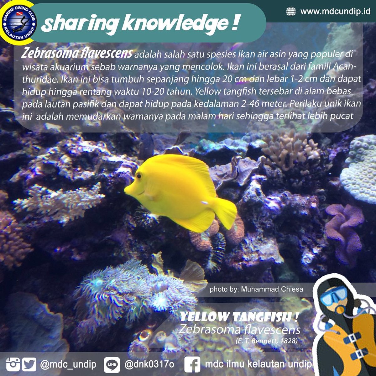 mdc_undip's tweet photo. #mdcsharingknowledge kali ini mau sharing tentang salah satu ikan karang nih buddies. Ikan Zebrasoma flavescens dari famili Acanthuridae yang memiliki warna kuning cerah yang mencolok! https://t.co/P5nq5rcQGc