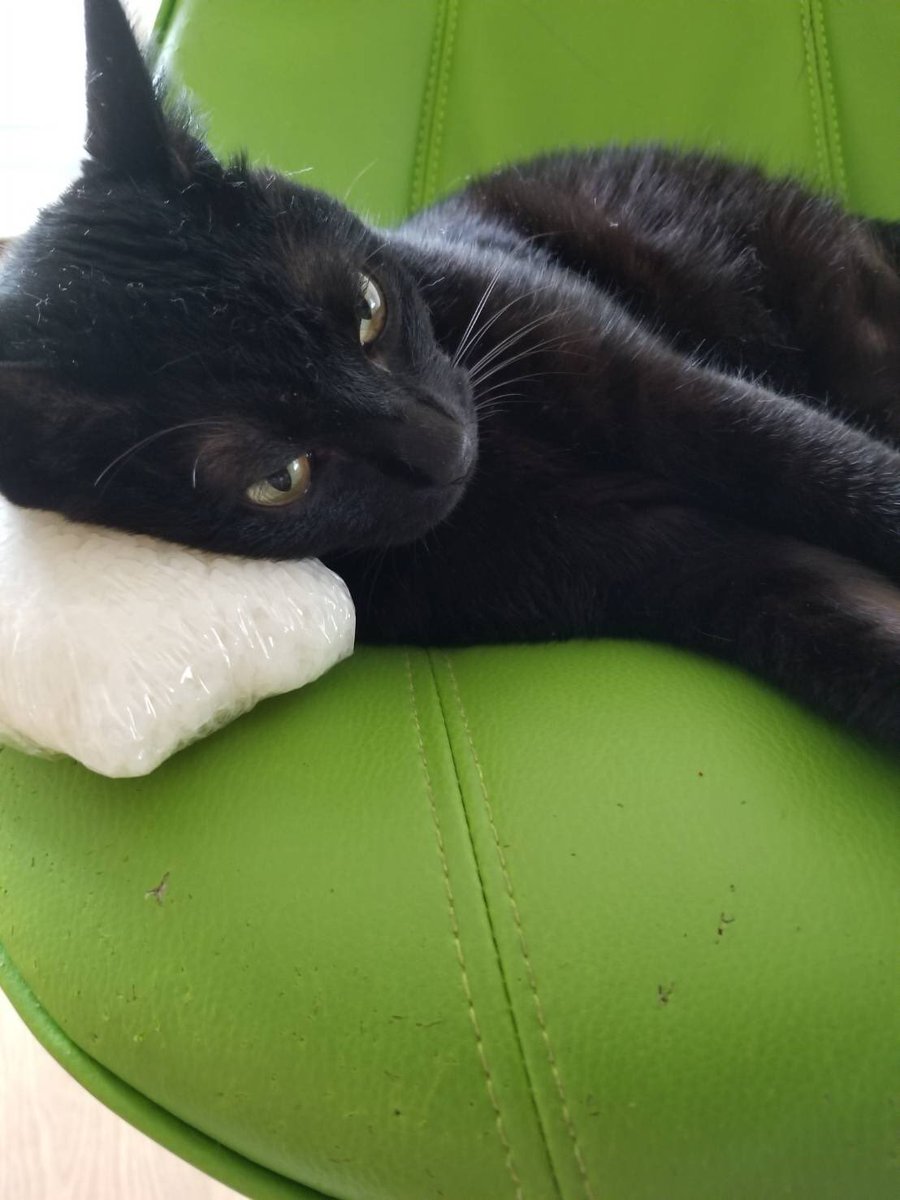 一平くん No Twitter おはよう人間 猫のスズ出さえ暑くてウンザリしてる今日この頃だが っ おい そんなもん枕にしてると目が潰れるぞ やめとけ 一平くん No Twitter おはよう人間 猫のスズ出さえ暑くてウンザリしてる今日この頃だが っ おい そんなもん枕にしてると目が潰れるぞ やめとけ
