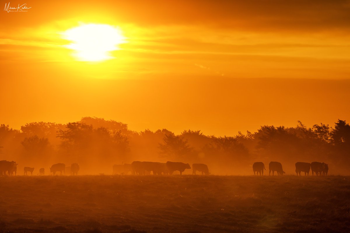 On this Iowa morning I joined the cows to watch the sun come up. One of my missions in life is to see more sunrises. There is something absolutely magical about being up before the sun and greeting it with a smile as you are blessed with another day on this earth. 
<a href="/Sony/">Sony</a> #a7riii