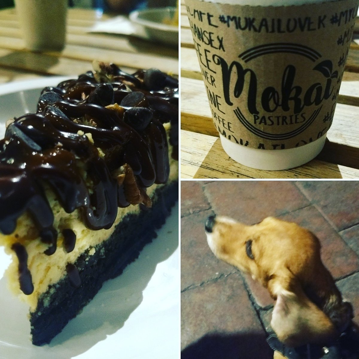 juliocedp's tweet image. #SLP La vida es mejor con café, Maya a mi lado y un pastel! 🍰 Caiganle a #Mokai ubicado en los arcos Ipiña, en @NUESTROCENTROSL