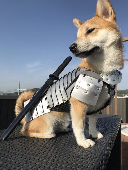 tactical corgi