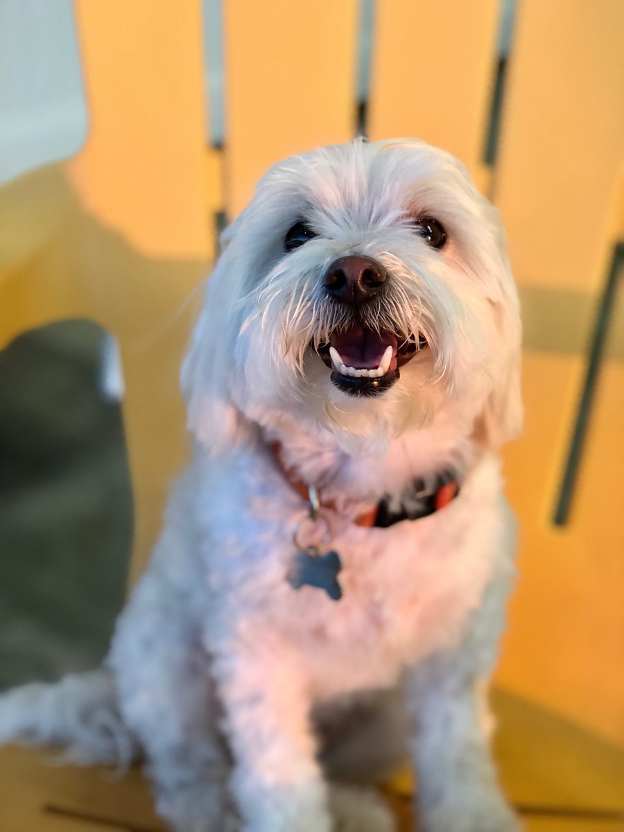 Prince is gonna be with us for the next couple of days and he’s so happy to be at Sam’s!! #doggieboarding #makingdogfriends #studiocity