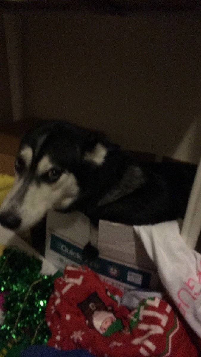 PiedPupper's tweet photo. Found me a box. Ship me to the nearest @Tesla dealership plz https://t.co/TrqkgCxWX3