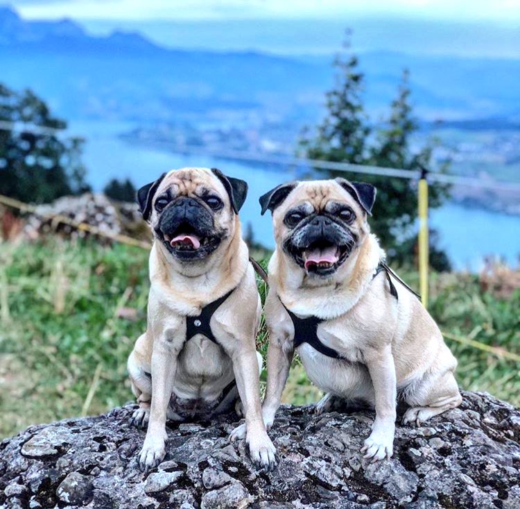 Buddy_Belts's tweet image. 1 + 1 = #pugfun #Switzerland #TuesdayThoughts