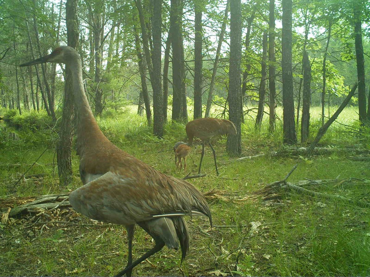WisCBM's tweet photo. #SnapshotWisconsin opens for statewide enrollment today! Find out how you can host a trail camera for #CitzienScience! https://t.co/yz6zZBm01E https://t.co/82b9qByKx2