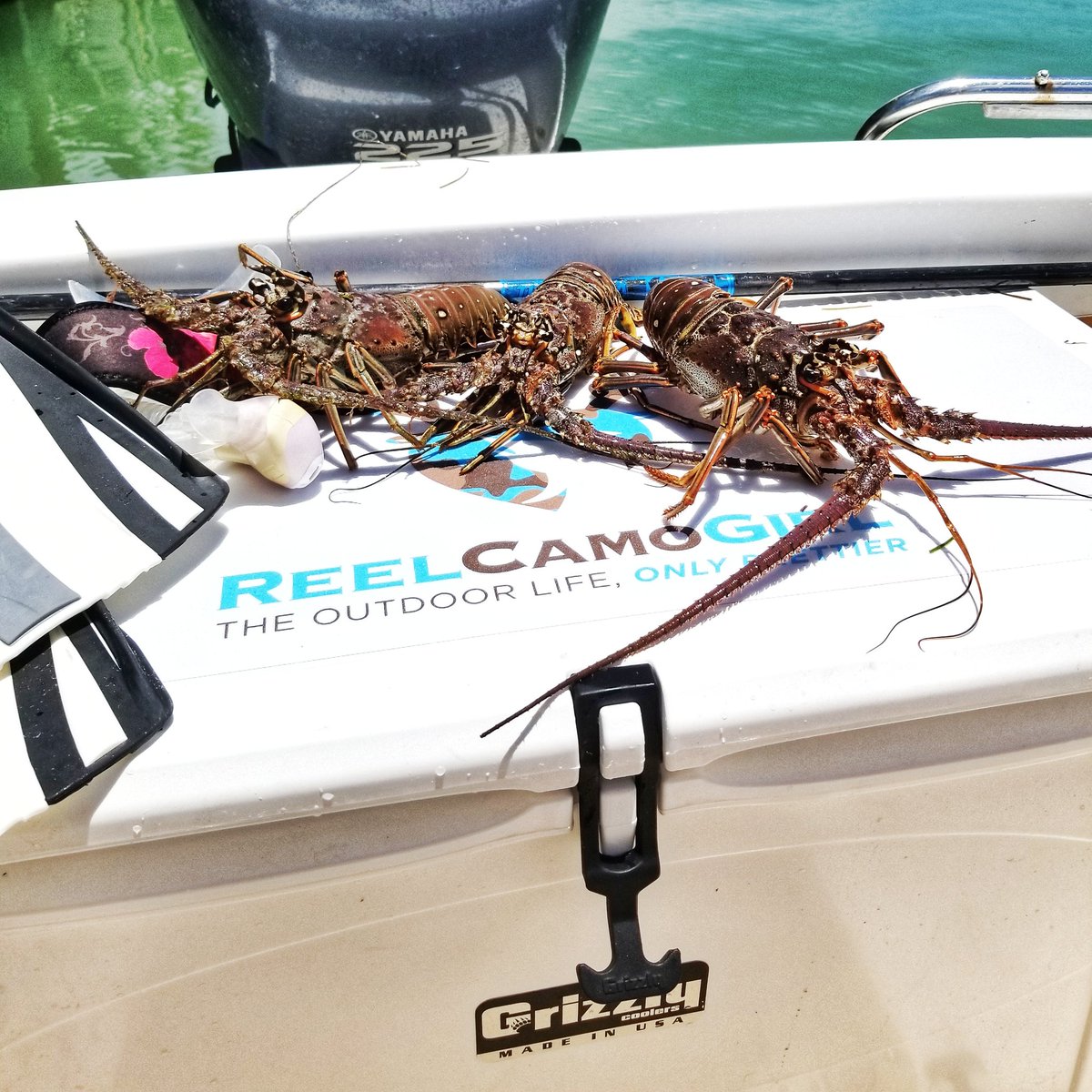 ReelCamoGirl™ (@reelcamogirl) on Twitter photo Its BUG season. Who else is hunting the honey holes?
#lobster #grizzlycoolers #earnyourwild #Reelcamogirl #florida
<a href="/GrizzlyCoolers/">Grizzly Coolers</a> Its BUG season. Who else is hunting the honey holes?
#lobster #grizzlycoolers #earnyourwild #Reelcamogirl #florida
<a href="/GrizzlyCoolers/">Grizzly Coolers</a>