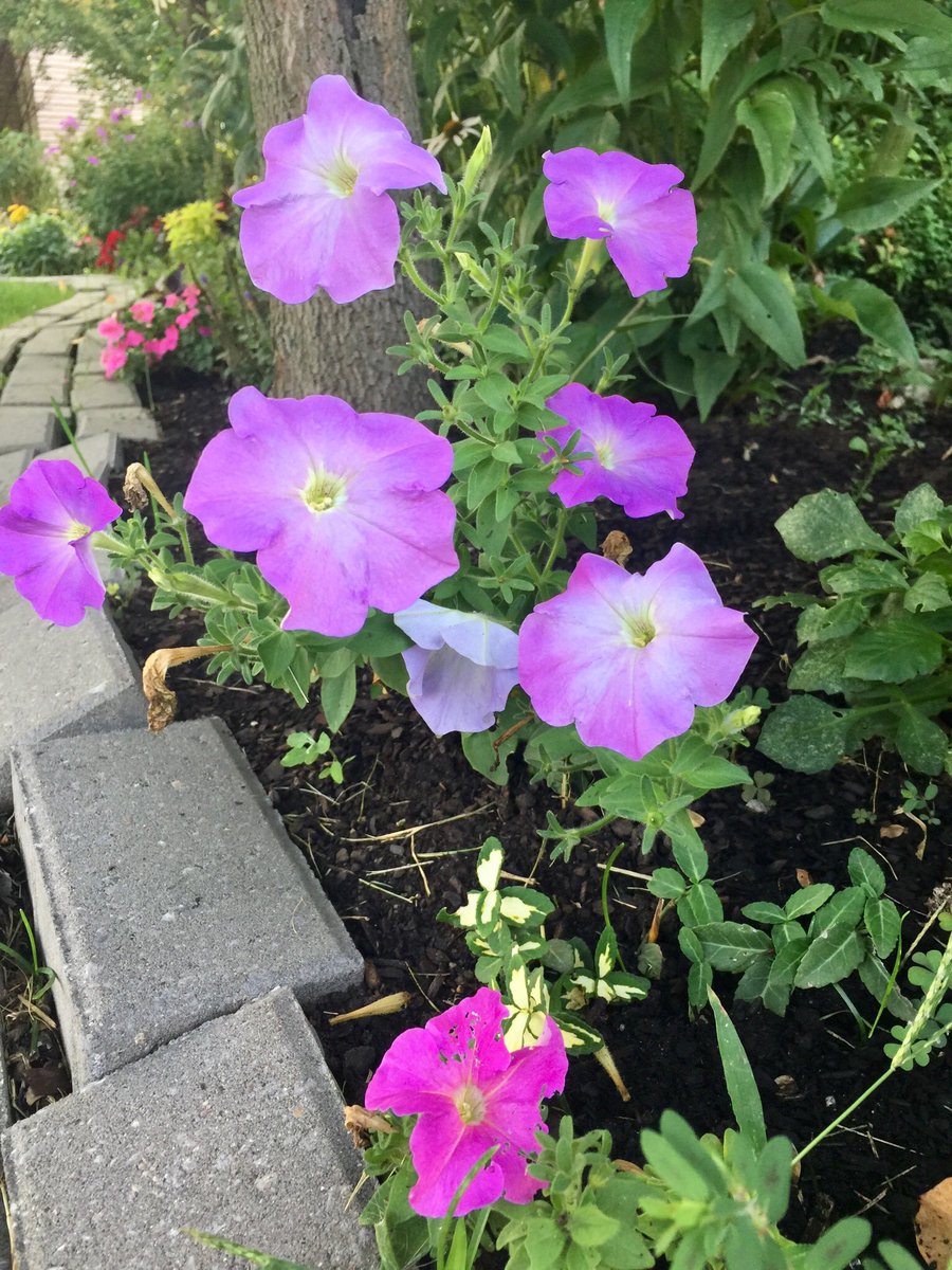 In all of its splendor, the Petunia still presses against the camera and highlights its background