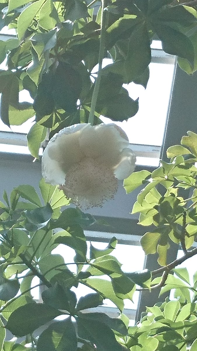 Comody Plants なんか 悪い意味で バオバブが盛り上がっているので 京都府立植物園のバオバブの花でも コウモリ媒花ということなので 近くで匂いをかいでみたかったりみたくなかったり