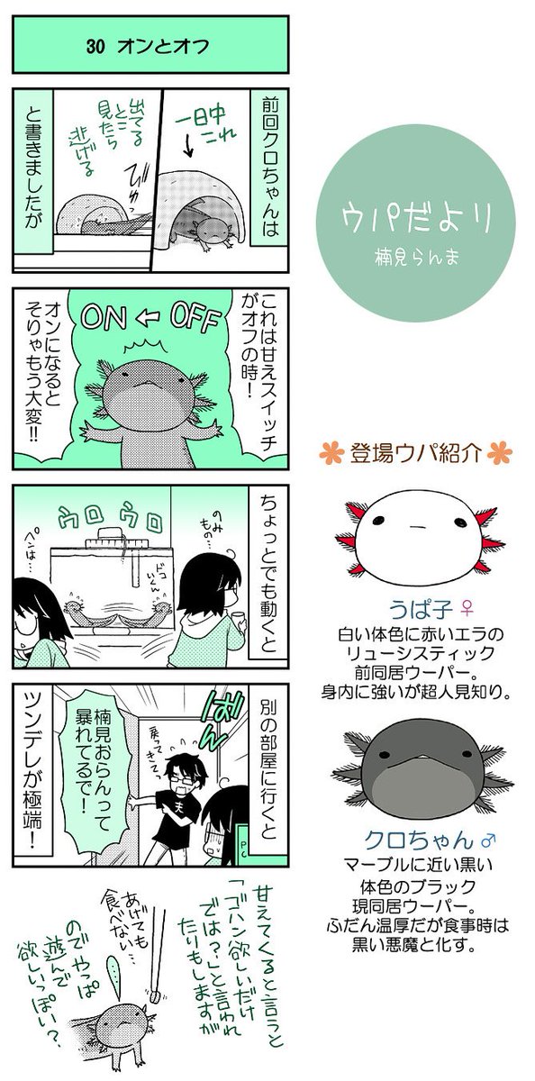 【ウパだより30】なるべく火曜公開のウーパールーパー4コマ。前回からの~甘えスイッチ。
ウパのグッズや本の通販はコチラ→(https://t.co/5eoVFWNE2C)
単行本も発売中(https://t.co/zudosL9eWu)■ #ウパだより #うぱ子だより #ウーパールーパー