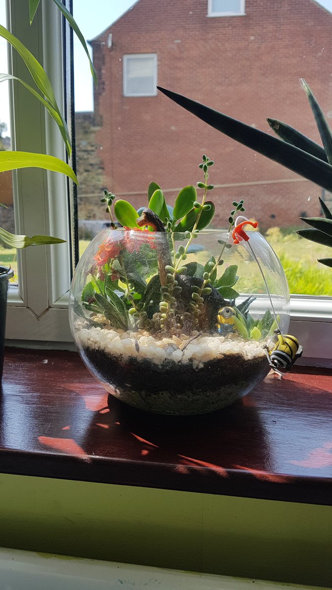 NorthernActuary's tweet photo. Taking time out from pensions to create a mini jungle as you do... #whenimaginationgowild #pensions  #terrarium #minions #despicableplants https://t.co/EUGFps6gJv