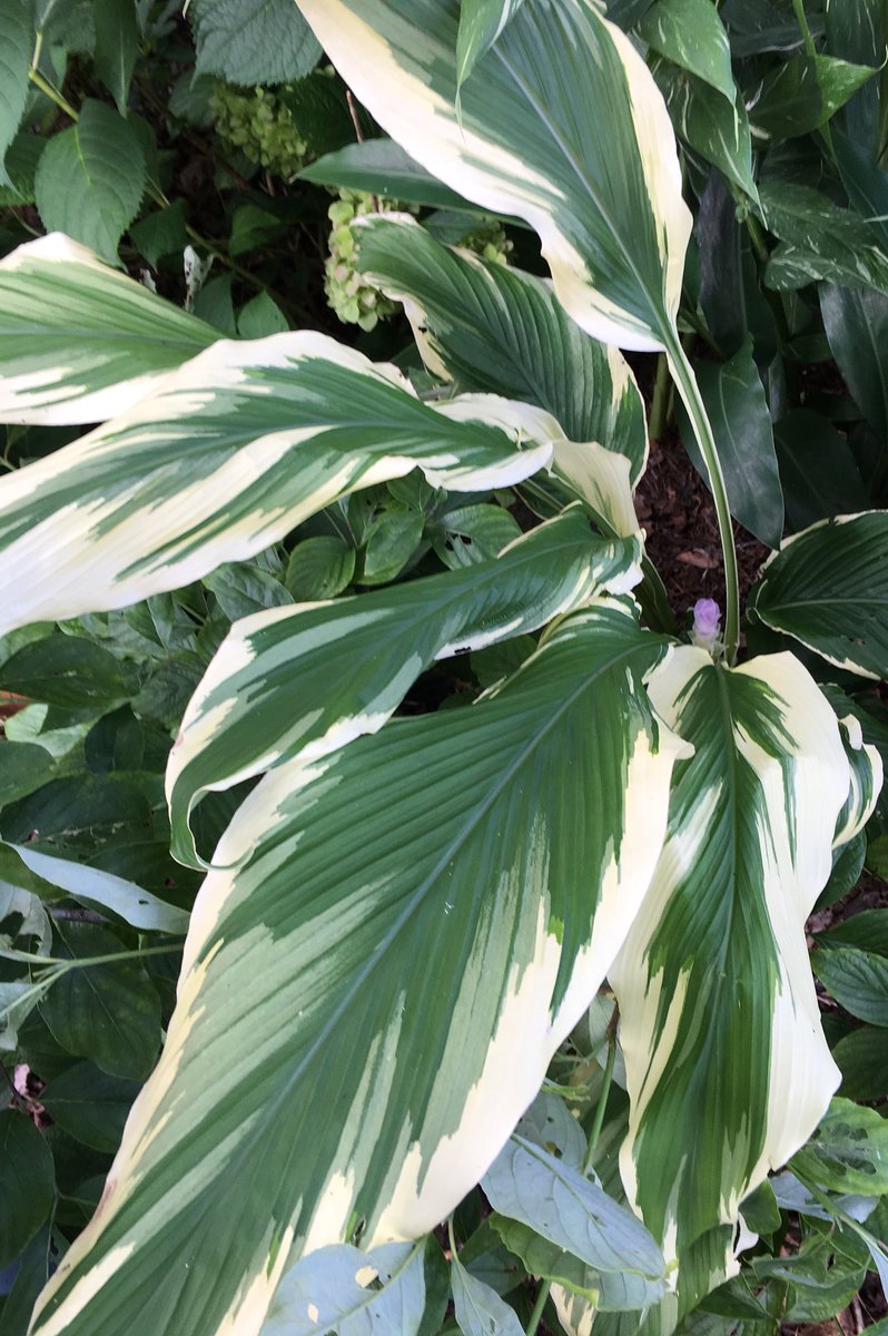 #ginger #variegatedfoliage #gardening #summertime #summergardendays #summercolor I bought this snowdrift hidden ginger(curcuma longa) a year ago 🤞 not only did it come back , now it is starting to bloom for the first time. I would grow it just for the beautiful foliage.