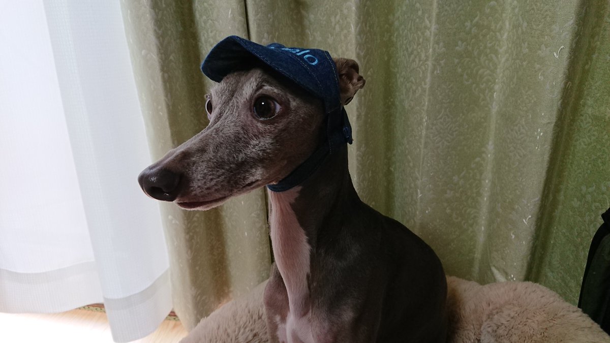 Angelo 007 また お母さん僕の好きじゃない系の買ってきた って絶対に思ってそう イタグレ イタリアングレーハウンド Iggy Italiangreyhound 犬の帽子 犬のキャップ Angelo 007 また お母さん僕の好きじゃない系の買ってきた って絶対に思ってそう イタグレ イタリアングレーハウンド Iggy Italiangreyhound 犬の帽子 犬のキャップ