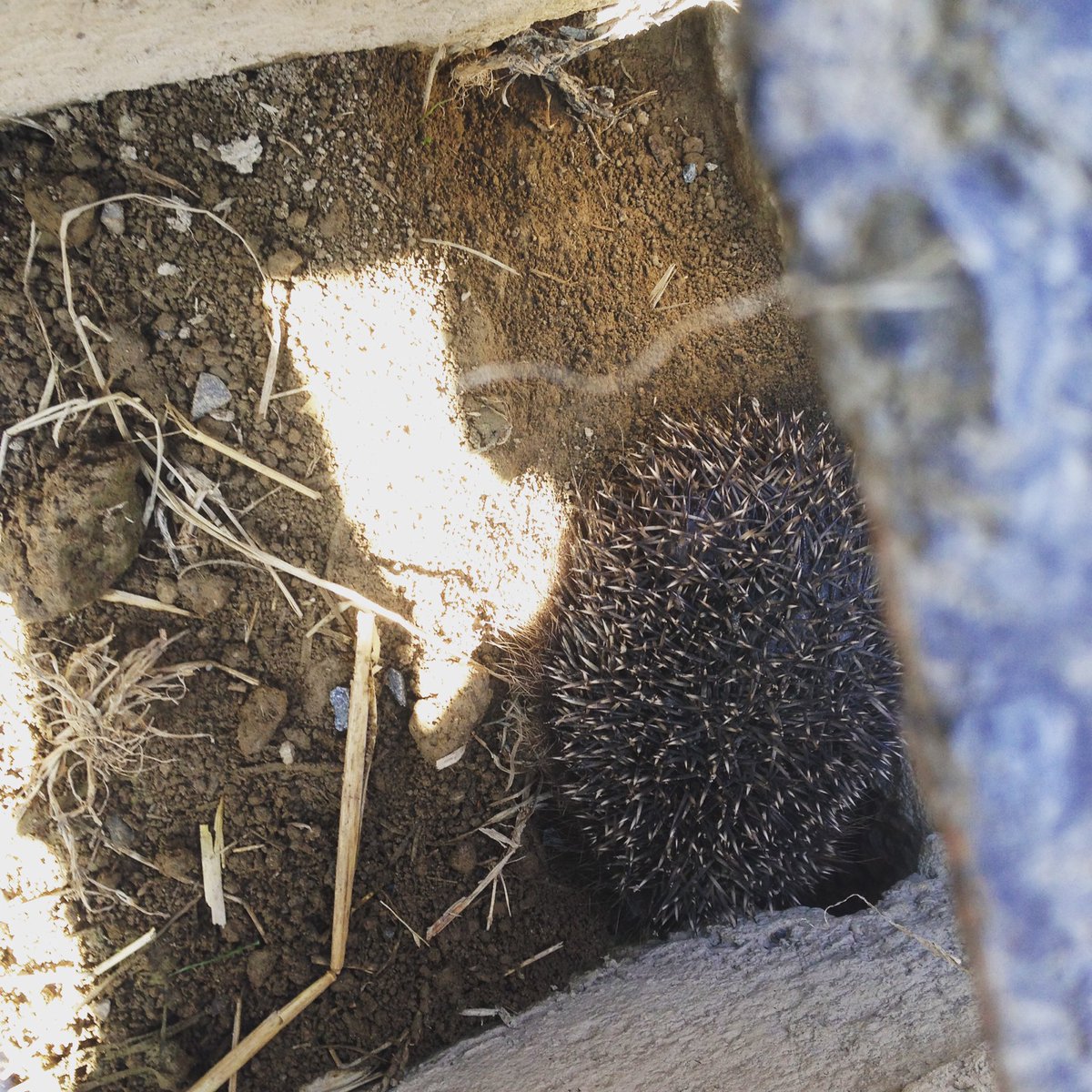 ManorFarm15's tweet photo. Rescue time for little hedgehog! #wildlife #cattlegrid https://t.co/8zNn0JW26P