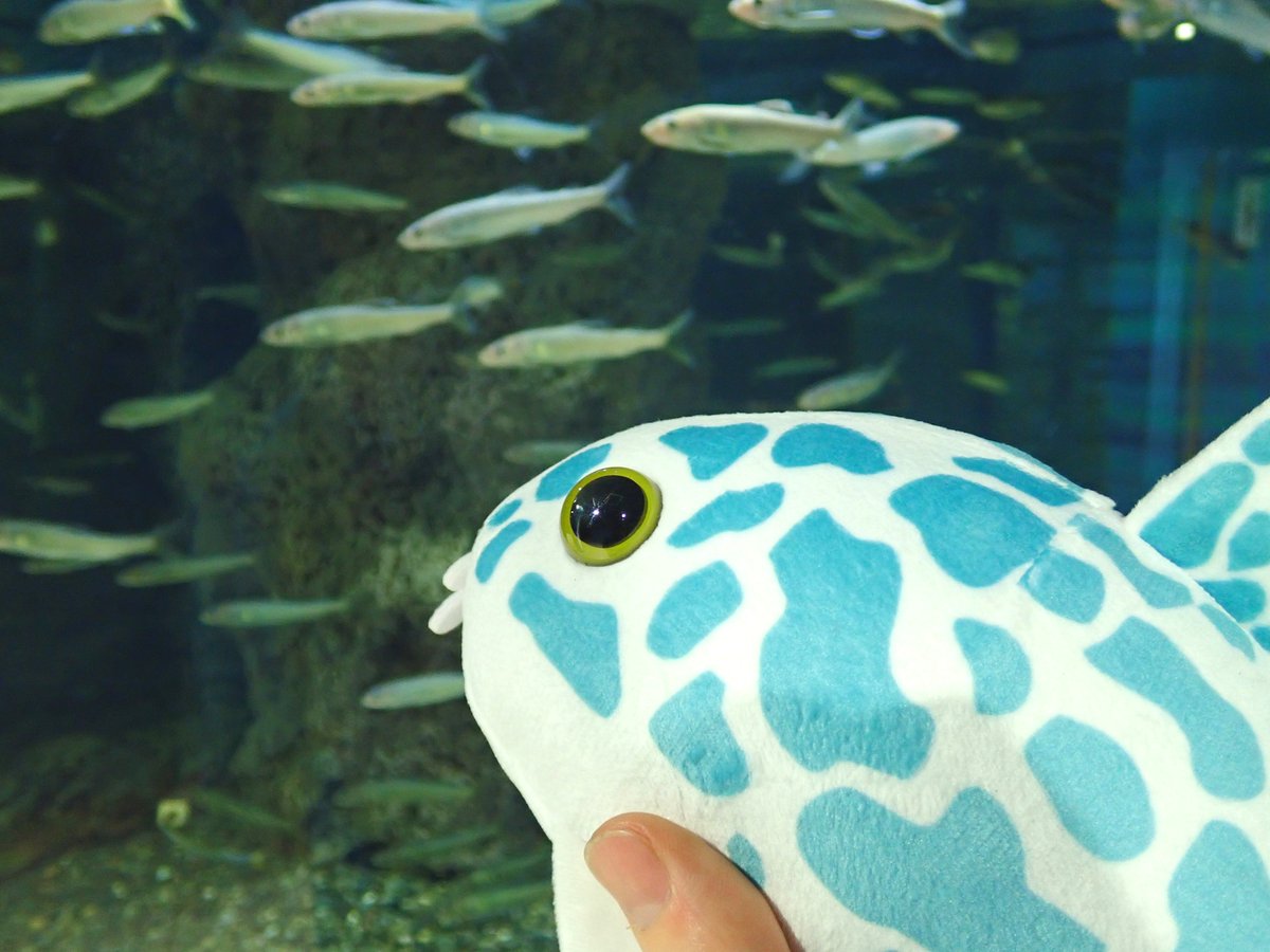 只今水族館売店で 熱帯魚「コリドラス」のぬいぐるみ「cory」が販売中