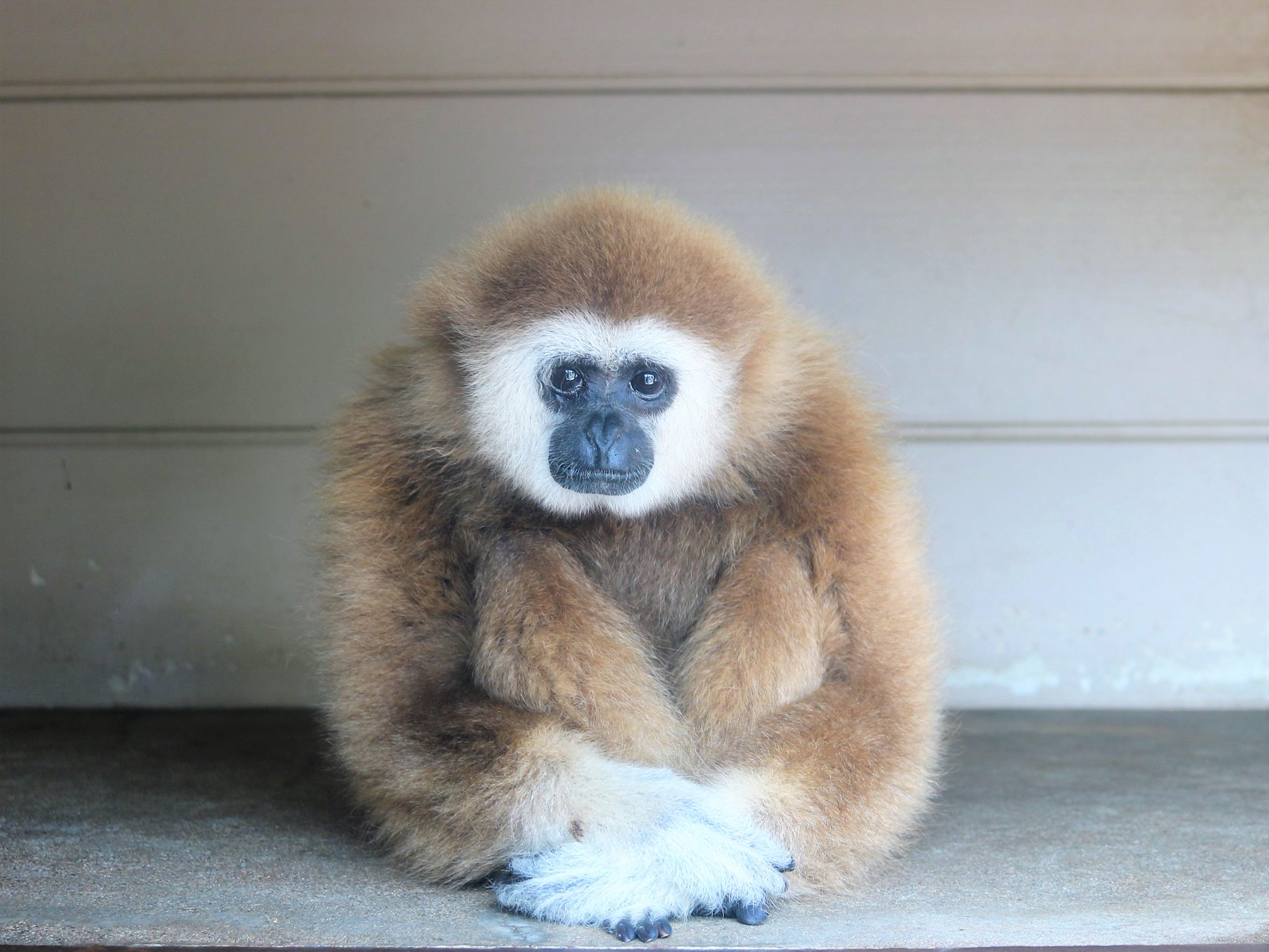 日本モンキーセンター 公式 親ばか ならぬ 担当ばか かもしれませんが キュータロウがあまりにも可愛らしくお座りしていたので てい も撮れました 石田 シロテテナガザル キュータロウ 可愛い てい こう見えて17歳 T Co