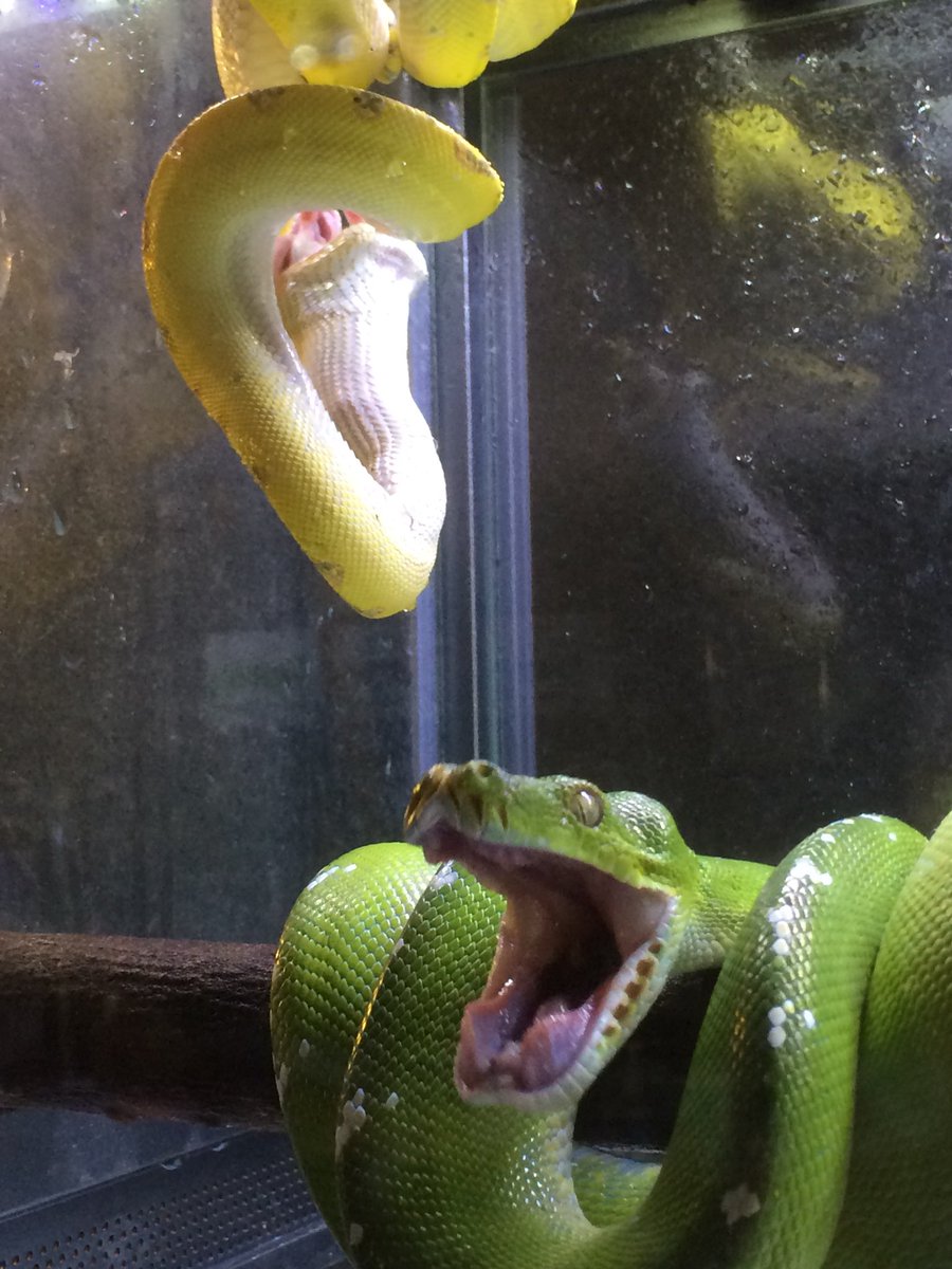 大須モンスターoozoo บนทว ตเตอร 迫力のあるグリーンパイソンさんの写真が撮れました 大須モンスター Oozoo 爬虫類カフェ ふれあい グリーンパイソン 名古屋 大須