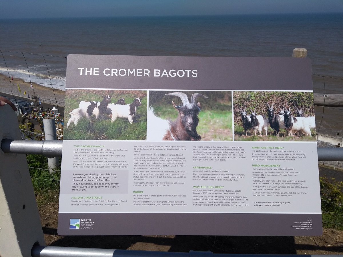 NorthNorfolkDC's tweet photo. The 'Goats on a Slope' merchandise has been flying off the shelves at the North Norfolk Information Centre in #Cromer - if you enjoyed seeing them on the cliffs and would like a memento pop by 🐐 Please use #CromerBagots in your pictures of them so we can see what they're up to! https://t.co/kzSjP2fMlr