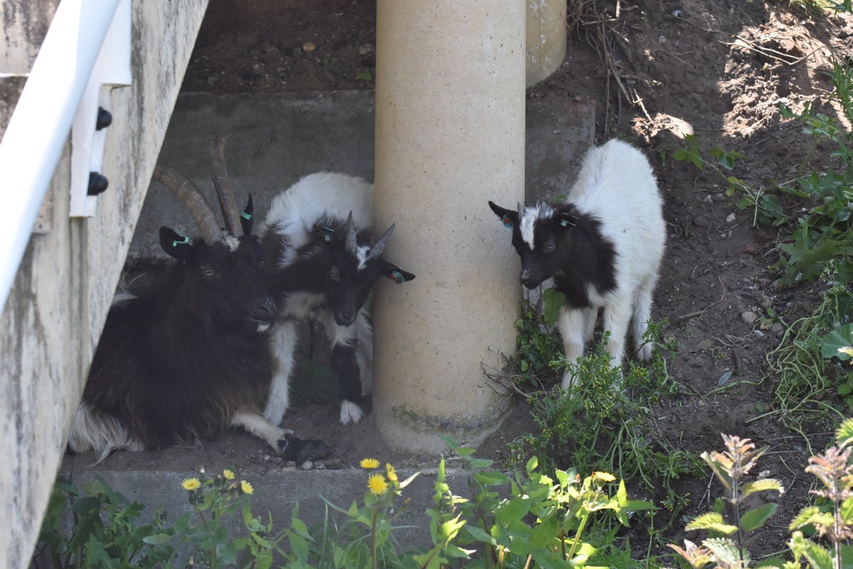 NorthNorfolkDC's tweet photo. The 'Goats on a Slope' merchandise has been flying off the shelves at the North Norfolk Information Centre in #Cromer - if you enjoyed seeing them on the cliffs and would like a memento pop by 🐐 Please use #CromerBagots in your pictures of them so we can see what they're up to! https://t.co/kzSjP2fMlr
