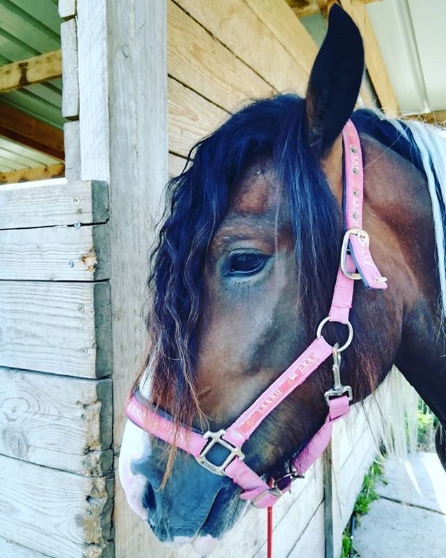 CavalierreRando's tweet photo. Poney HS après notre cours de longe pour l'apprentissage des bases. Plein de nouveaux trucs pour nous 2
#happy #poney #pony #horse #cheval #equestrian #tinker #irishcob #gypsycob #cavalierre https://t.co/nggC5faeWa https://t.co/tcisnHq2TY