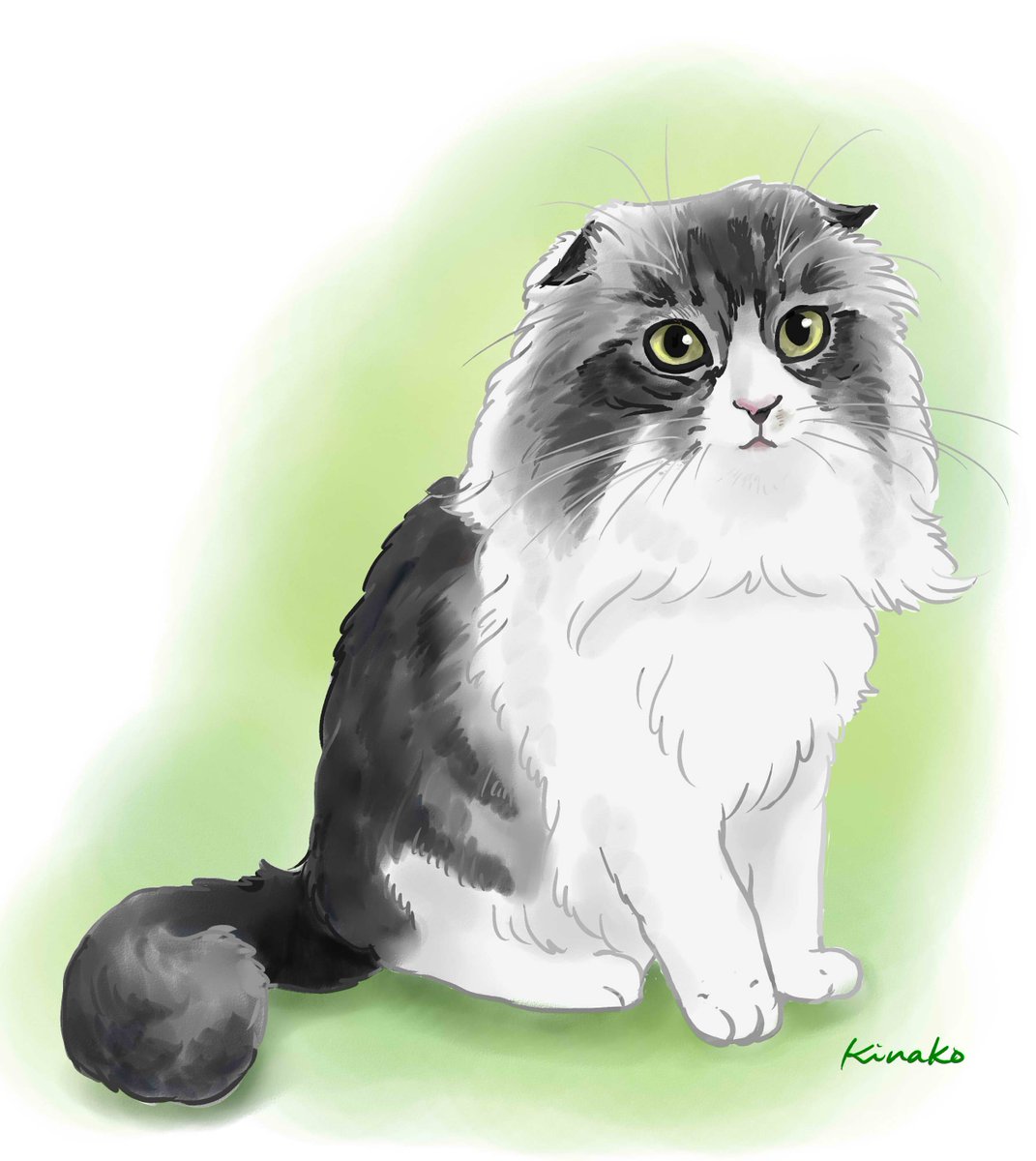 きなこ 猫の絵を描いています 虹色のぴあの さんのスコティッシュフォールドの雨凜ちゃん 闘病の末 今年1月に虹の橋を渡りました まだ2歳でした イラストと 猫絵で描いてみました 猫絵 Cat Drawing 猫イラスト 猫画 スコティッシュ