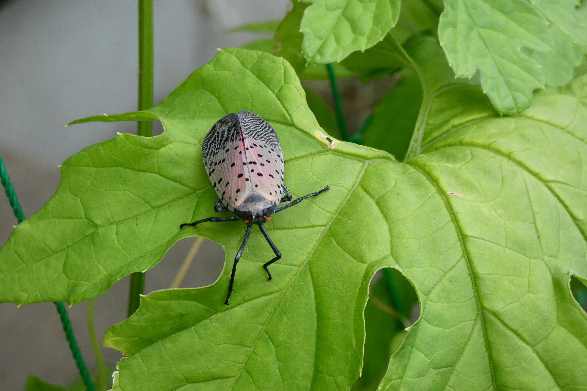 Aqua131 庭に見慣れない虫がいた 飛ぶと後翅の真っ赤な色がとても目立ち蛾のように見えるが違うよう よくよく調べたら外来種の シタベニハゴロモ でした T Co Svrcgovp4b Twitter