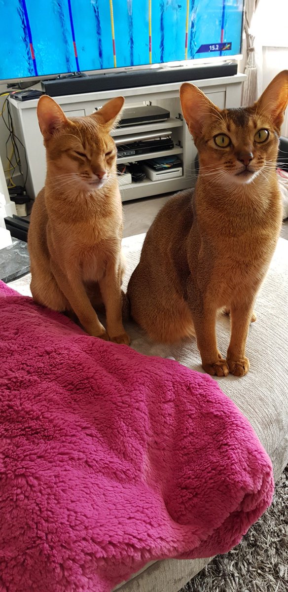 TheShowKitten's tweet photo. Just look at their little faces 😻😻 https://t.co/ucubrYSpoo