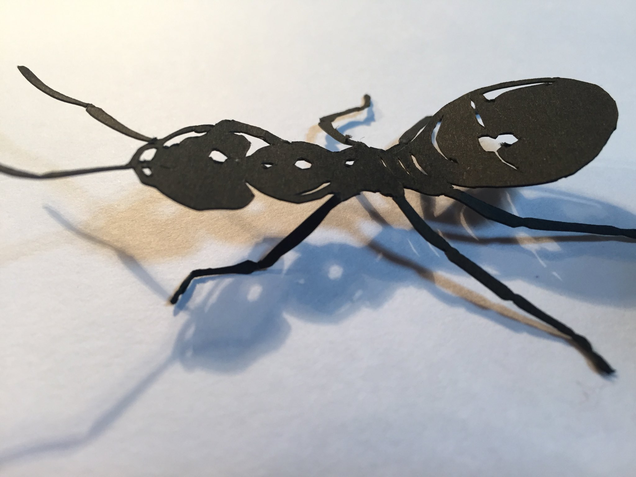 切り絵作家 草太 今日の切り絵 紙のアリ 虫が苦手な人すみませんごめんなさい紙です フリーハンド切り絵 蟻 T Co Jrgwce3nhe Twitter