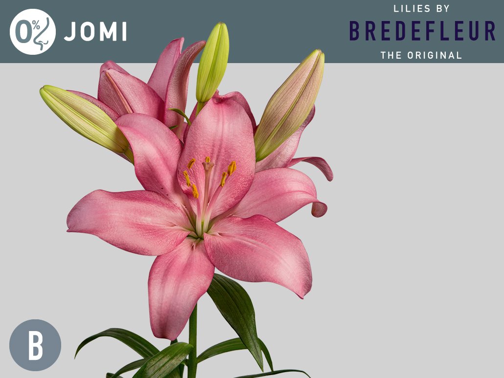 Onze prachtige roze Jomi is vanaf vandaag jaarrond verkrijgbaar op de veiling in Naaldwijk en Aalsmeer! #originalbybredefleur