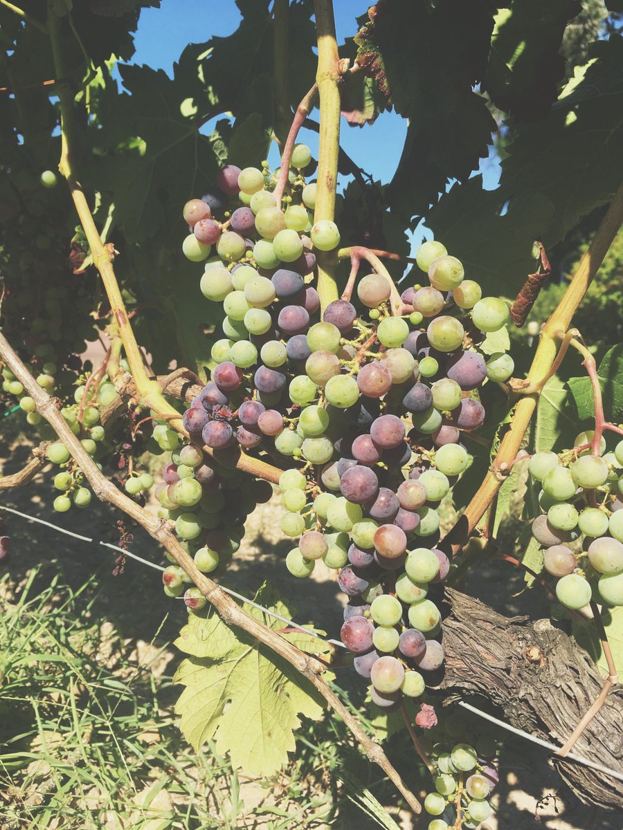 Le compte à rebours est lancé et nous comptons désormais les jours avant le début des vendanges. La couleur de nos Merlots change, passant du vert au violet. Nous parlons alors de véraison. 🍇 #chantegrive #veraison #vinsdebordeaux #harvestiscoming #winelovers #nature