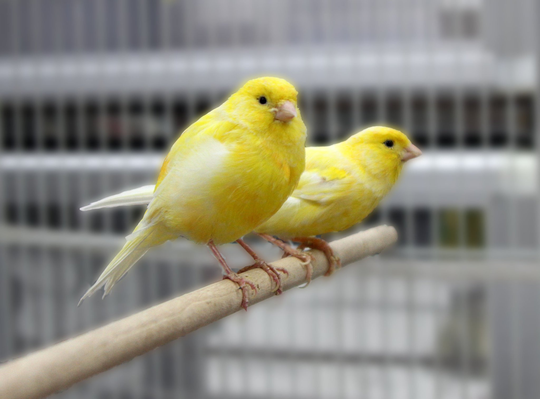 Domestic hotsell canary birds