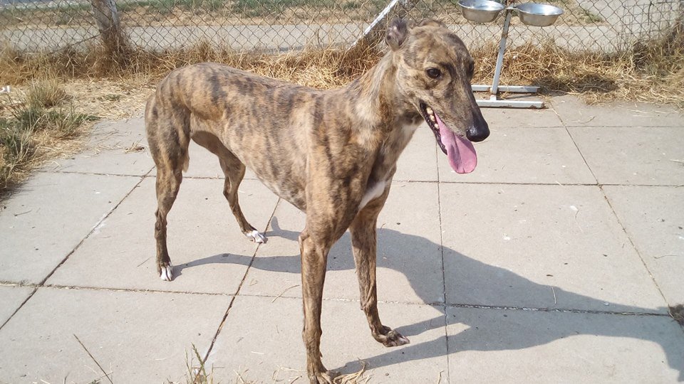 WhittinghamGT's tweet photo. Homing in July/August is understandably slow but we are still in need of loving homes for all those in kennels and those waiting to come in! This is Nell who is patiently waiting for a loving home. It's the last day of heat today so time to get thinking about adopting a dog! https://t.co/sysFBZyle3