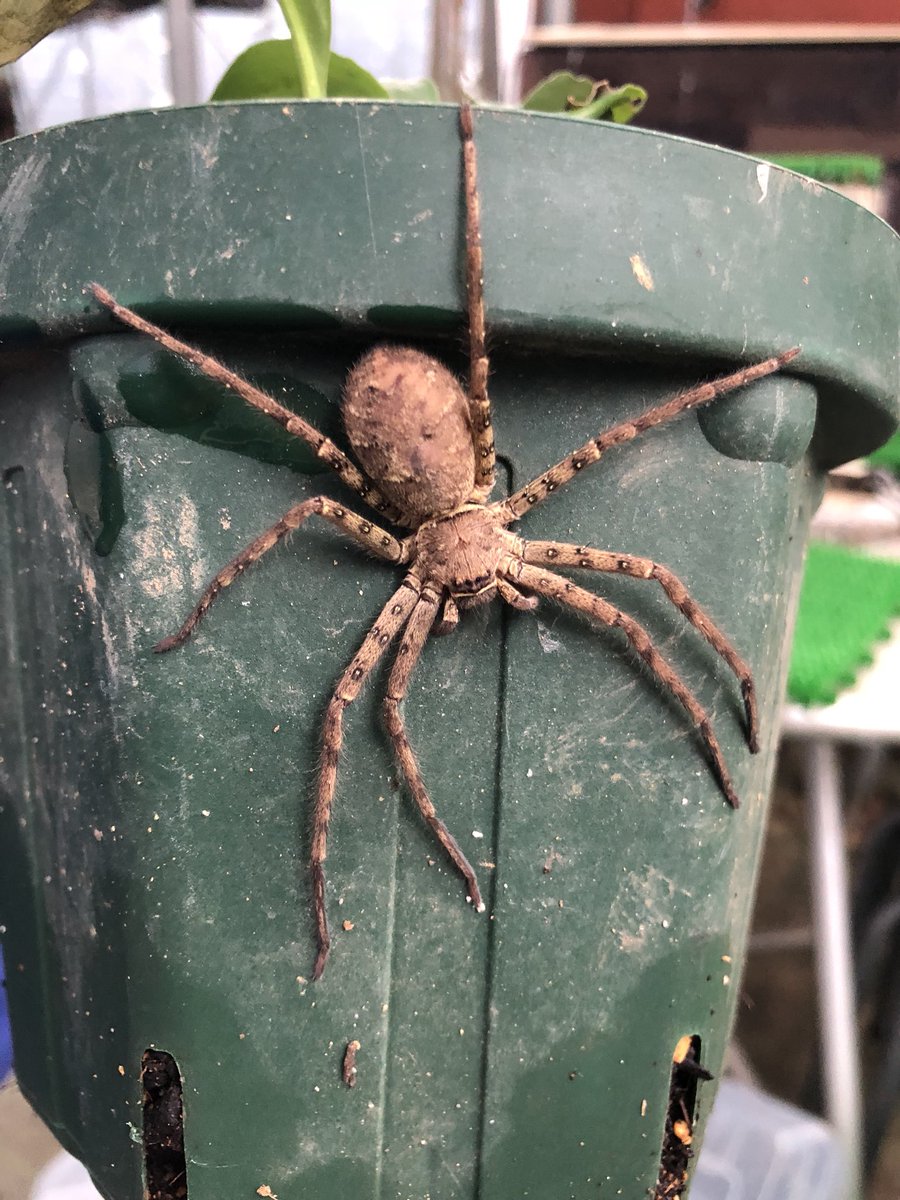Kei S Bromeliads 柏諏訪神社 Pa Twitter レゲエちゃんが タランチュラ タランチュラって騒いでいたので 見てみたらアシダカグモでした 巣は 作らず徘徊グモです Heteropoda Venatoria Heteropoda Heteropodavenatoria アシダカグモ T Co 6zycggojqi