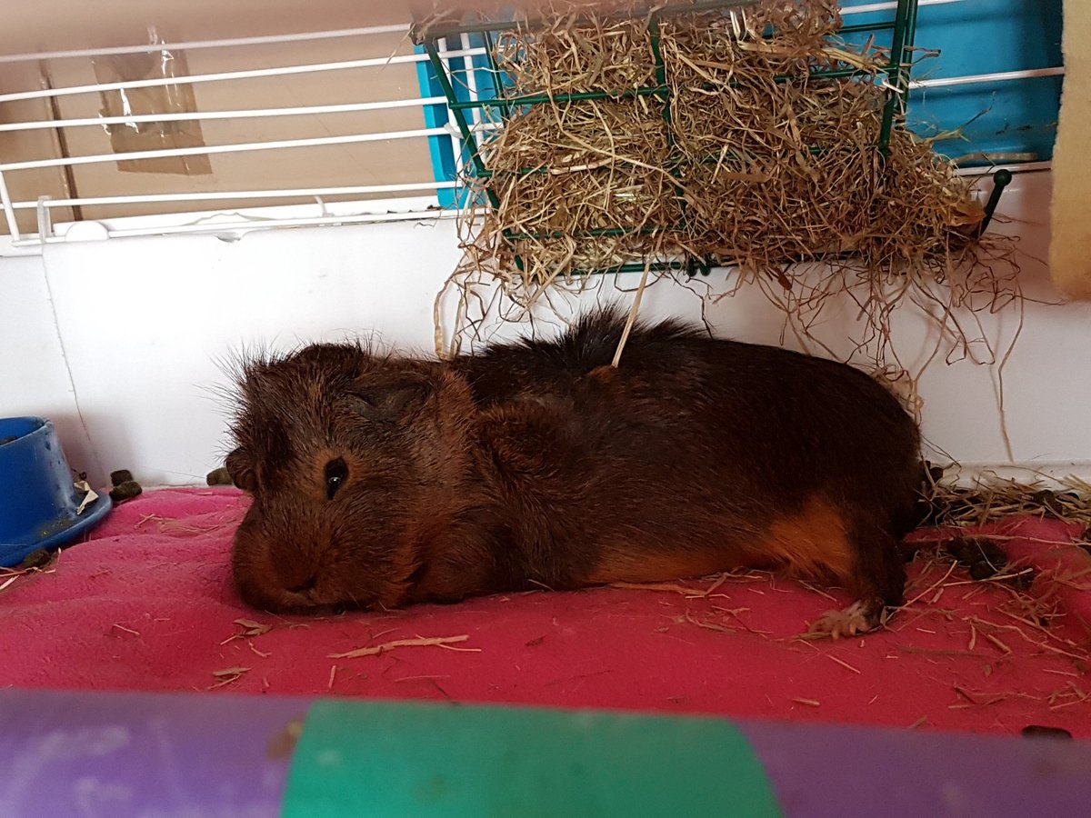thepigposse's tweet photo. Natalya always loves showing off her #cocoapantaloons and #oddsock 👑😍
#guineapig #cavy #thepigposse #PossePrincess https://t.co/bEalV7WXeW