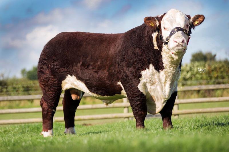 progressivegen's tweet photo. Normanton 1 Laertes ET HE4287, 2016 Hereford Bull & Polled Bull of the Year, collected the maximum number of points from 4/5 qualifying shows in the Hereford bull of the Year Competition. #PrestigeBeef #calving18 #AgIE #Farm #Sucklers #PGBred #Hereford #showcattle #showcattlelife https://t.co/z1rsiv4Tui