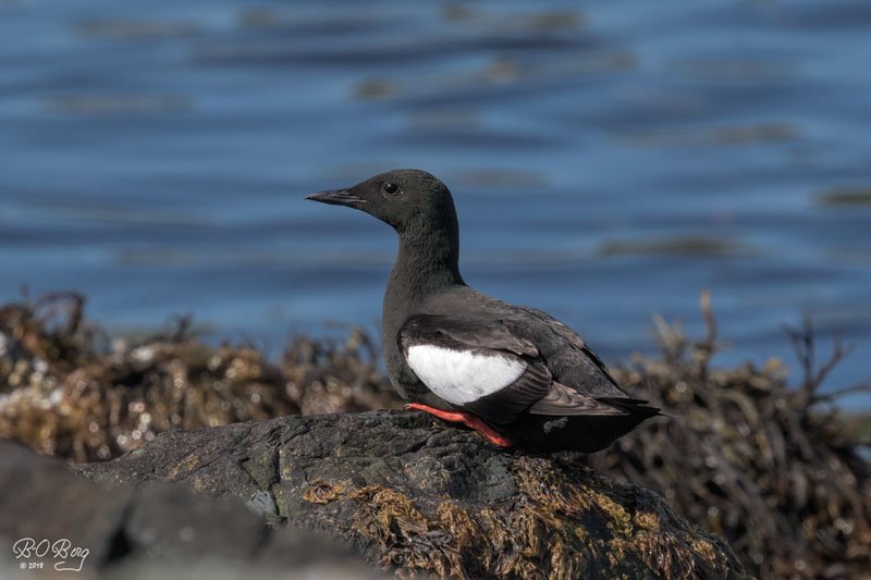 #blackguillemot #riskilä #tobisgrissla  Hornøya, Norway