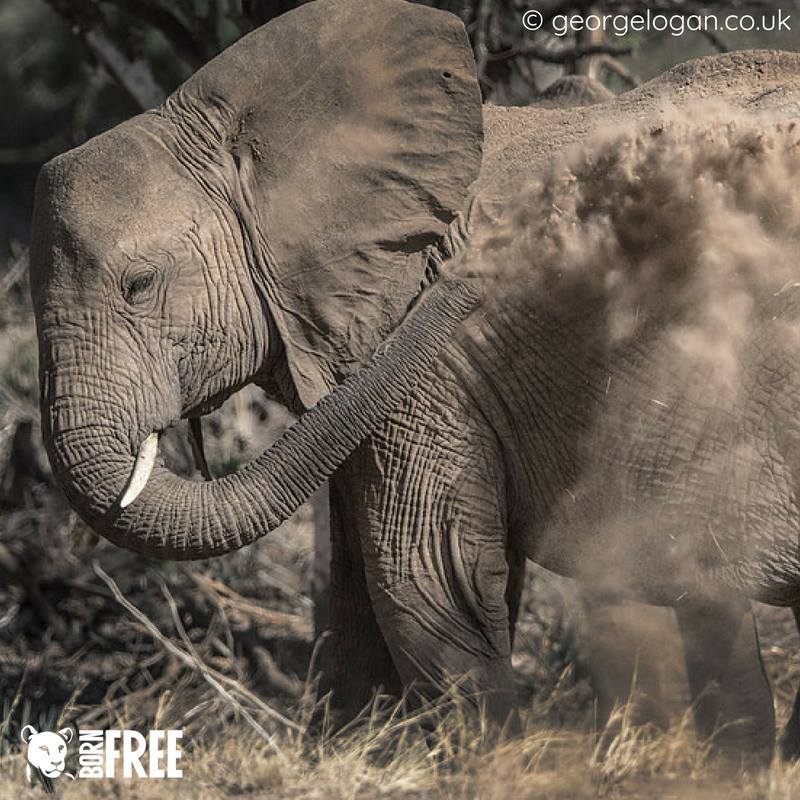 At Born Free we believe ivory only belongs to elephants. Please join us today by donating your unwanted ivory to our ivory amnesty!

For more information, and why its vital we bring an end to the UK ivory trade, please visit: bornfree.org.uk/donate-your-un… | #ElephantsInCrisis 🐘