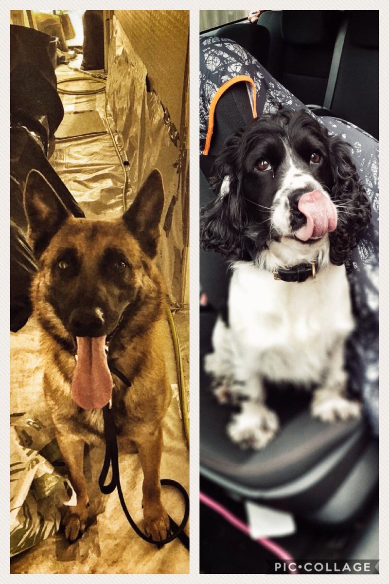 StaffsDogs's tweet photo. A busy few days for #S3ARV. Arrests for drug supply and cultivation of cannabis to name a few!  Our favourite #PDBARRY and #PDCOLT assisting with their specialist skills. Let’s see what today brings.. #tongueouttuesday #policedogs #oneteam #team999 #notjustguns https://t.co/1dScS2EUD9