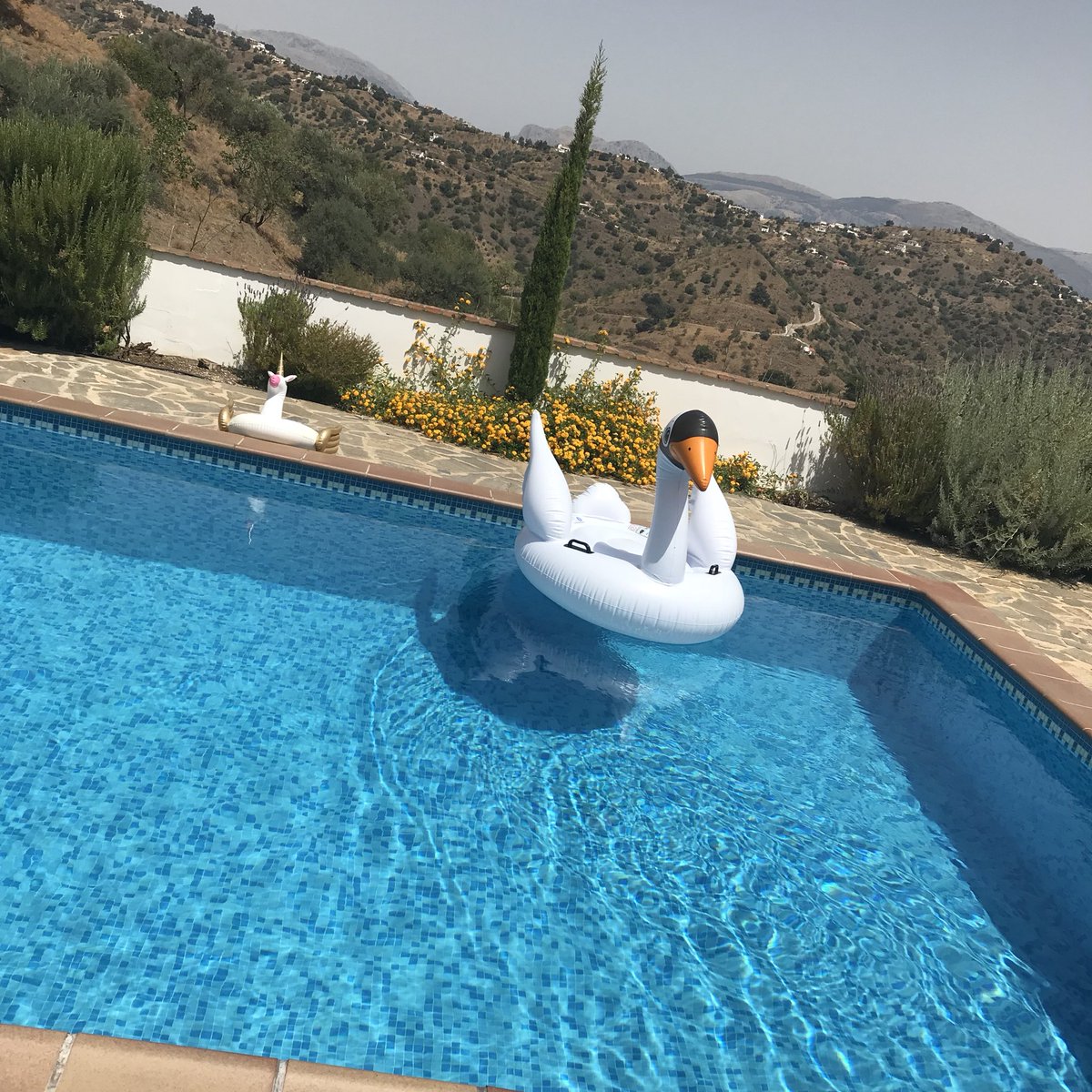 GayleCarrington's tweet image. Day 3 so far looking a bit like this.... unicorn/ swan &amp;amp; Bea/ swan give a sense of scale #hoursoffun