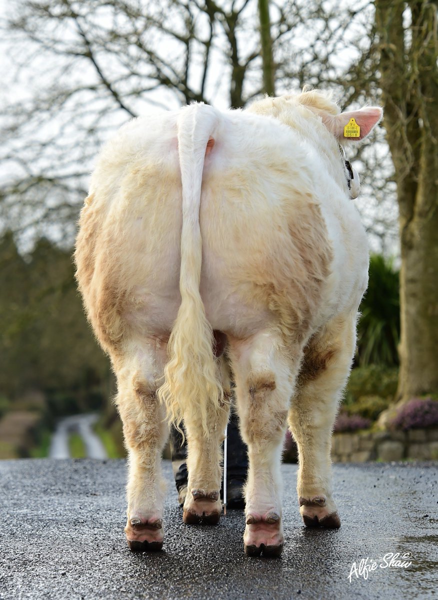BeefPrestige's tweet photo. Clenagh Mischief CH4637, a CF52 son, a homo-myostatin carrier (Q204X/Q204X), ranked in the top 1% of Charolais for carcass weight & carcass conformation (ICBF, May 2018).
#PrestigeBeef #Charolais #Limousin #AgIE #Cows #ShowCattle #ShowCattleLife https://t.co/G9g2DEUbTg
